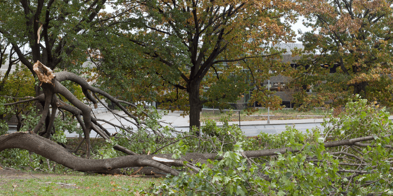 Mobile Emergency Tree Service Alabama When Nature Strikes Local