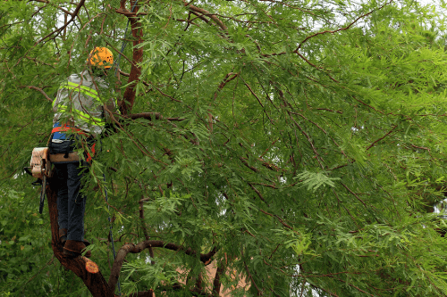 Commercial Tree Removal In Backyard Mobile Al