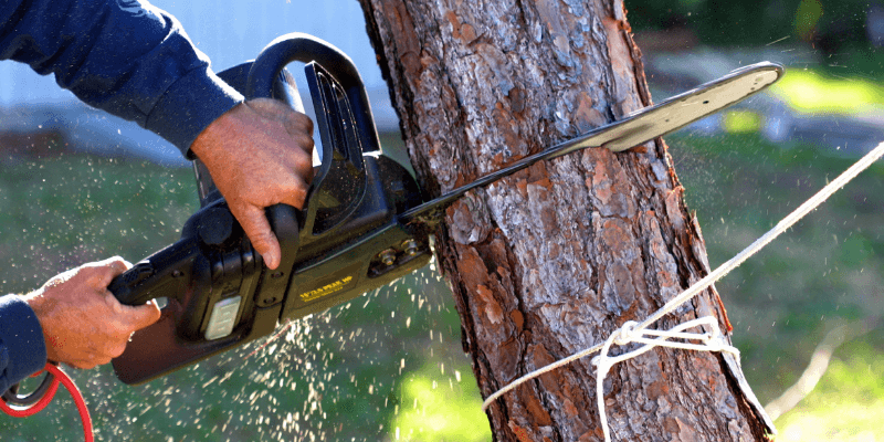 Local Tree Removal Mobile Alabama Why You Need It