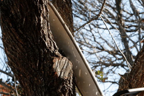 Mobile Alabama Local Tree Trimming Experts